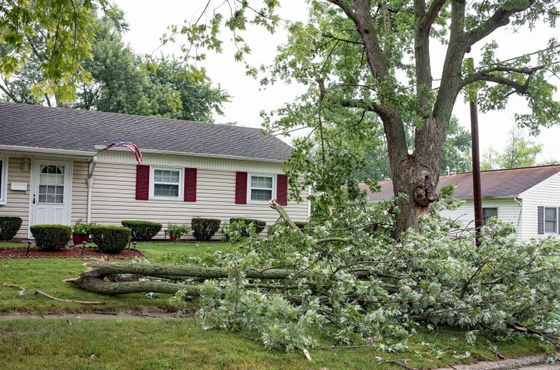 Fallen Tree on Yard