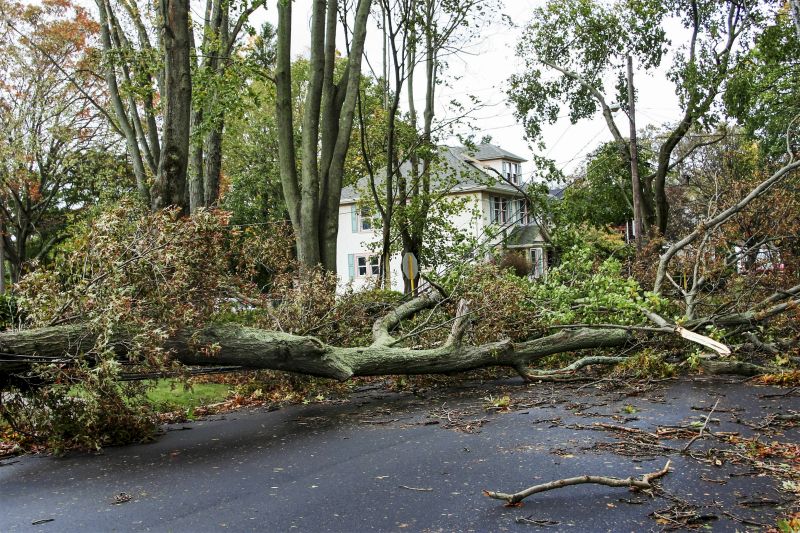 Storm Damage Tree Debris