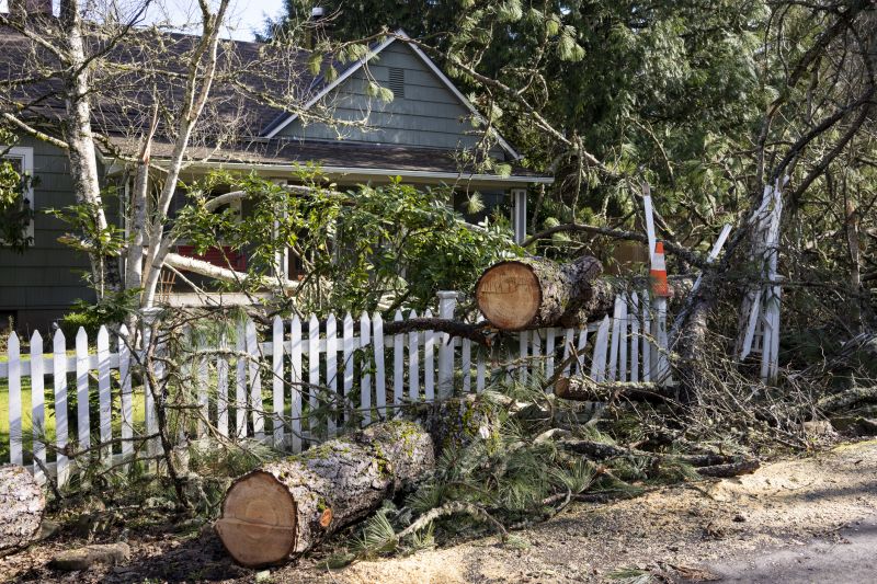 Fallen Tree Debris