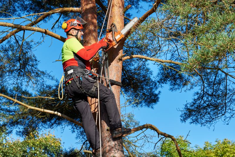 Professional Tree Removal Work