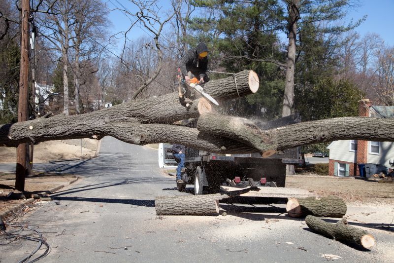 Preparing for Tree Removal
