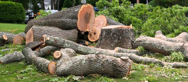 Cost of Large Tree Removal in Glendale