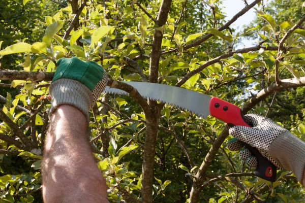 Cost of Small Tree Removal in Glendale
