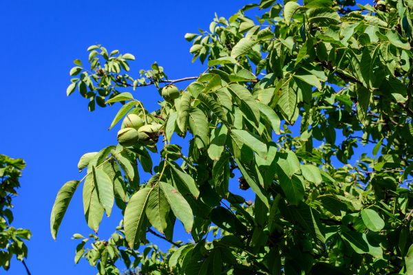 Cost of Walnut Tree Removal in Glendale