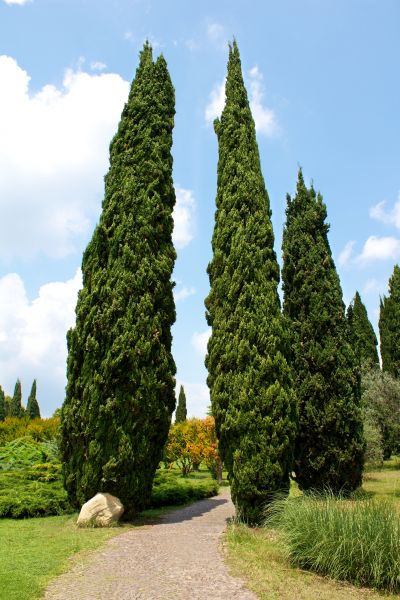 Cost of Cypress Tree Removal in Glendale