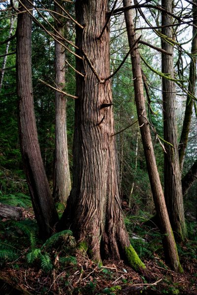Cost of Cedar Tree Removal in Glendale