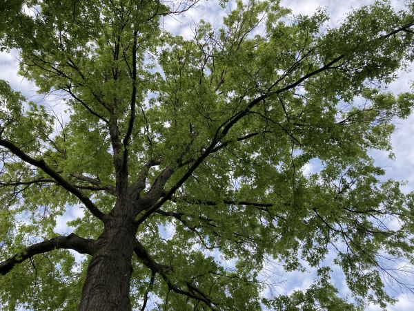 Cost of Oak Tree Removal in Glendale