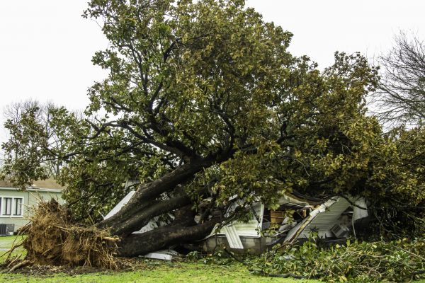 Cost of Fallen Tree Removal in Glendale