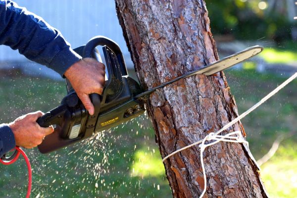 Cost of Dead Tree Removal in Glendale